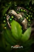 Rainforest Diva