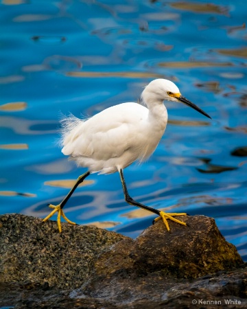 Snowy Egret