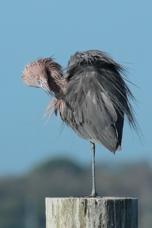 Preening While The Wind Blows