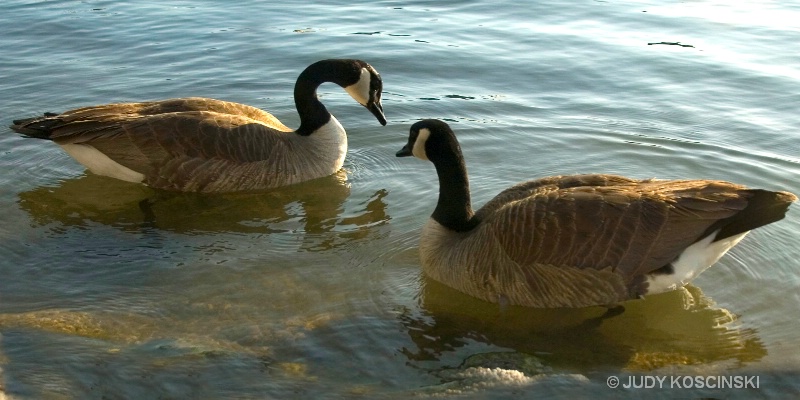 canadian geese 2 418