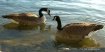 canadian geese 2 ...