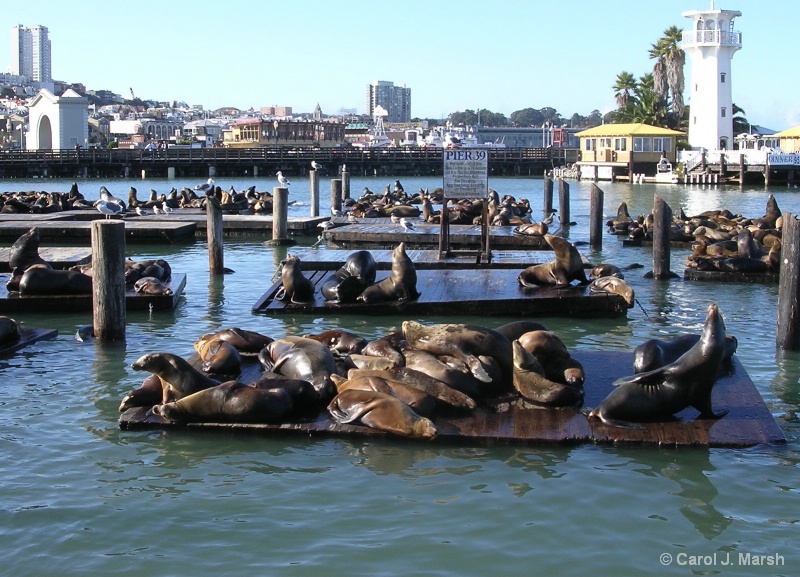 Seals at Pier 39 San Francisco