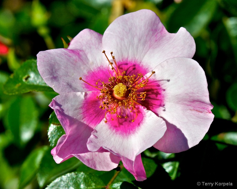 A nice rose - ID: 13663074 © Terry Korpela
