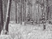 Winter Wonderland