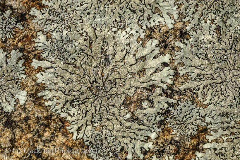 Lichen Pattern
