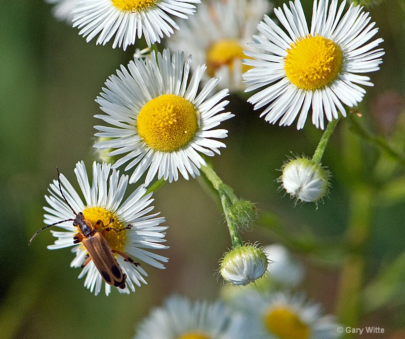 Daisy Fleabane