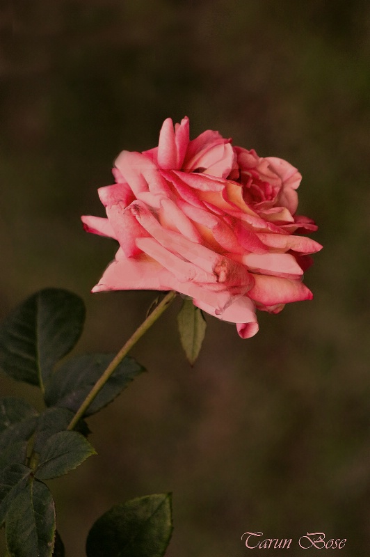 Beautiful Rose.