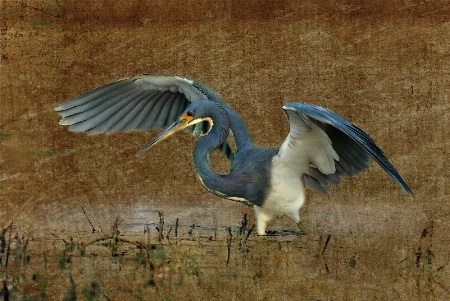 Tricolored Heron Working For Food
