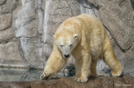 Polar Bear