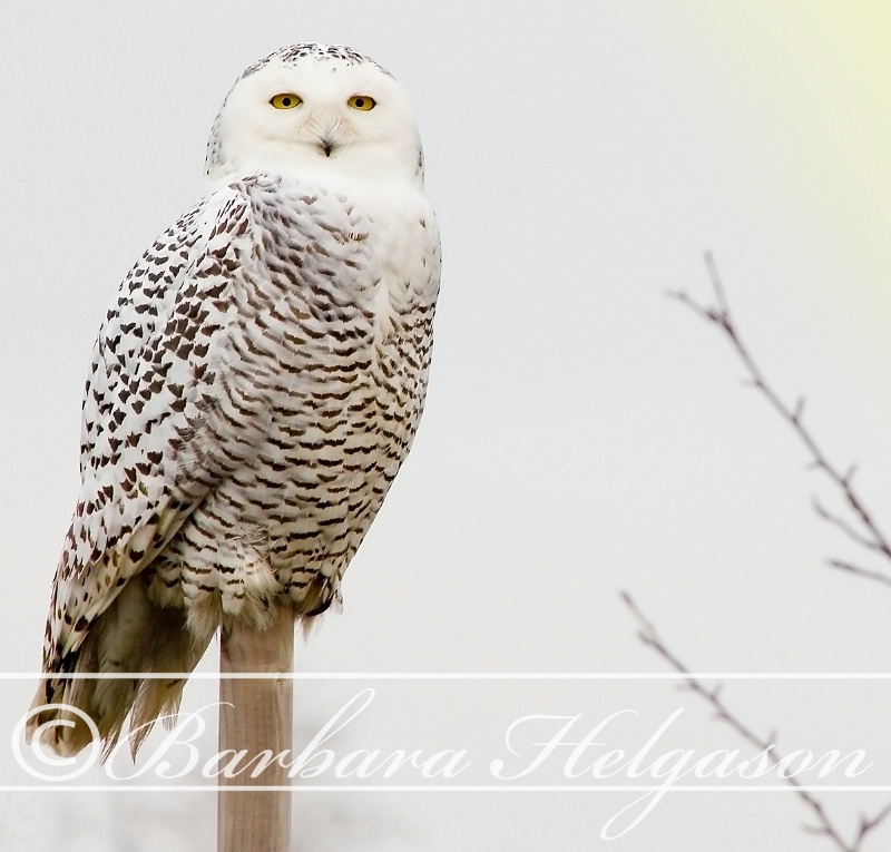 Snowy owl