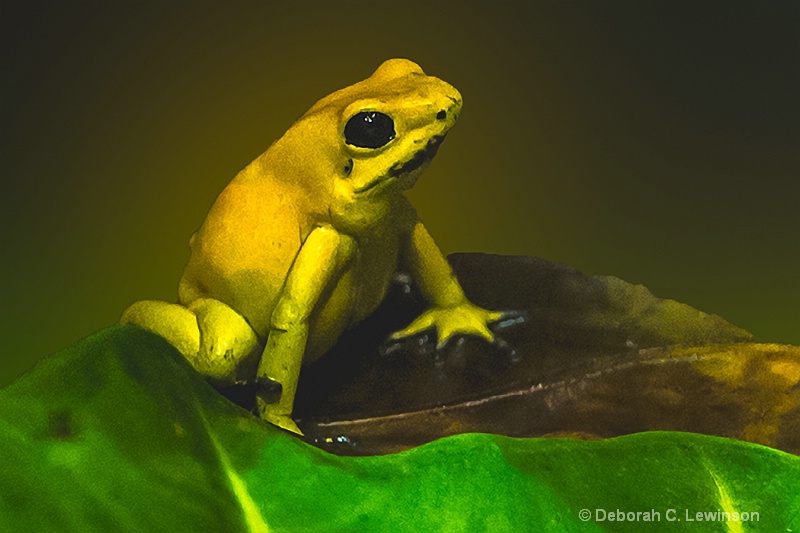 Golden Poison Frog - ID: 13665260 © Deborah C. Lewinson