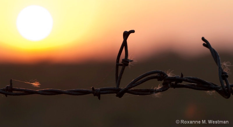 Barbed Sunset - ID: 13665364 © Roxanne M. Westman