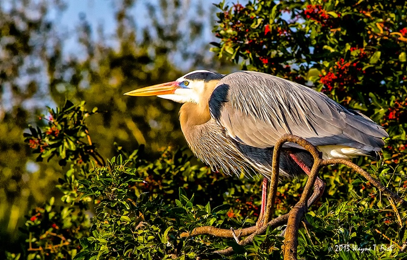 Heron in Venice