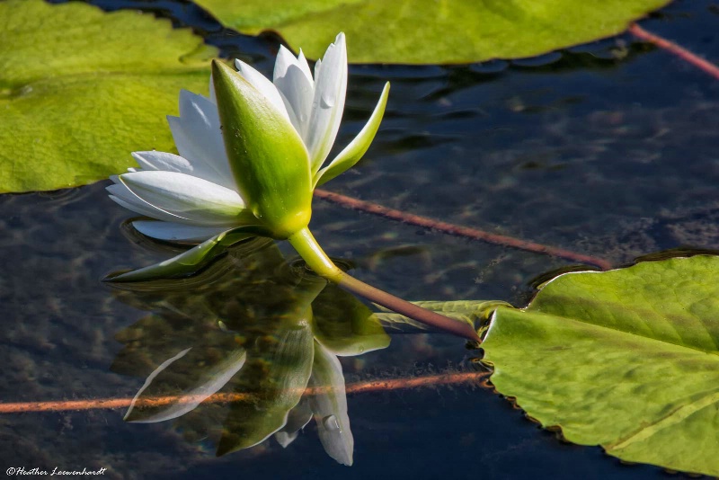 Mirror Reflection