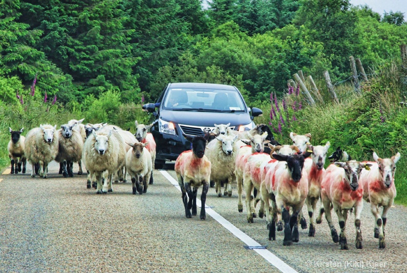 Herding Sheep The Easy Way
