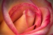 A Rose for Winter