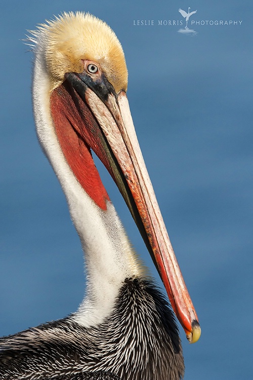American Brown Pelican in Breeding Plumage - ID: 13665925 © Leslie J. Morris
