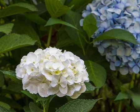White Flower From Vigo