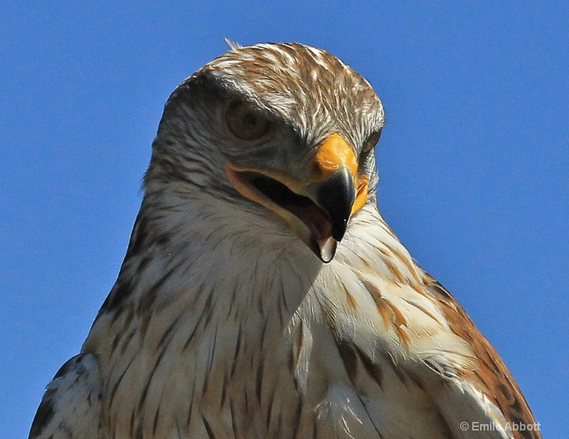 Praire Hawk - ID: 13665948 © Emile Abbott