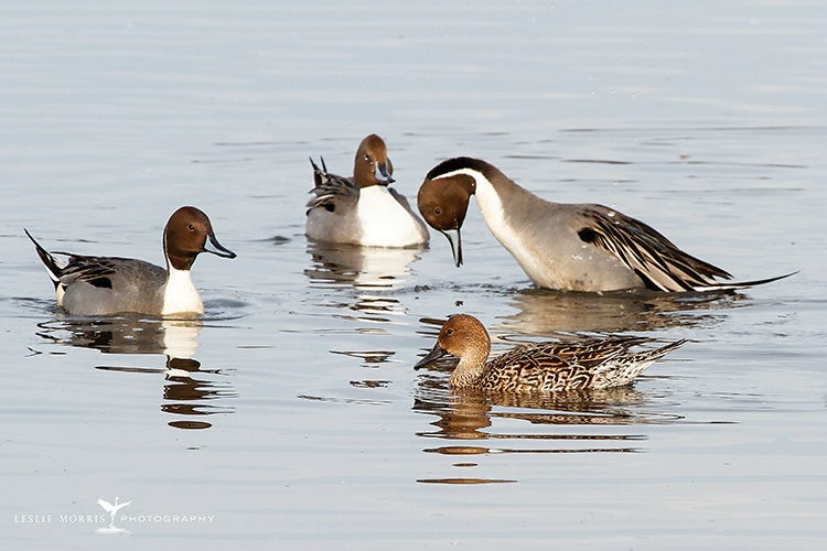 Assignment #2 - Northern Pintail Courtship  - ID: 13666103 © Leslie J. Morris