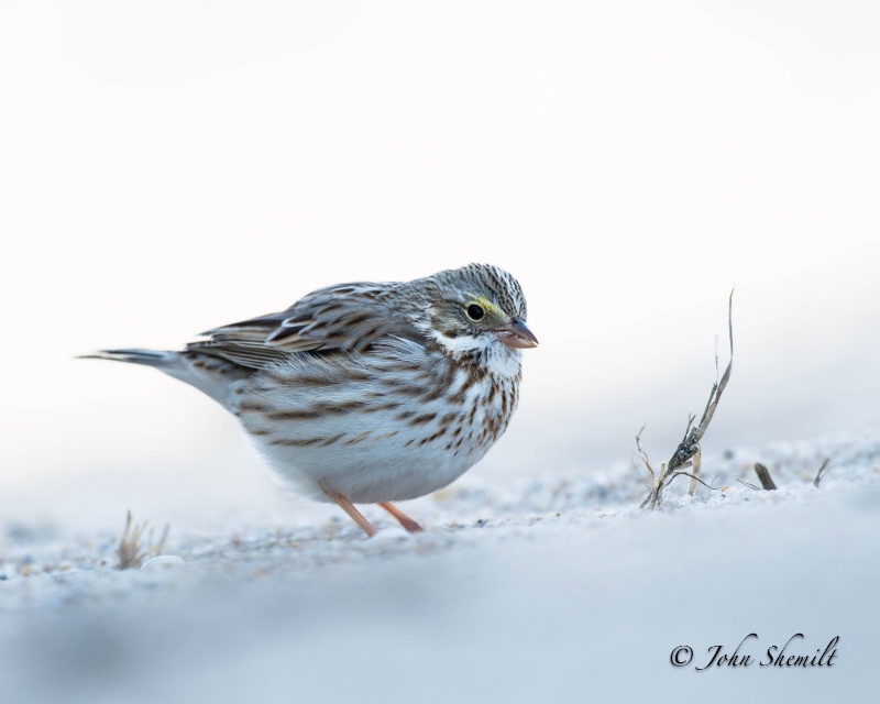 Savannah Sparrow - Jan 21st, 2013 - ID: 13666165 © John Shemilt