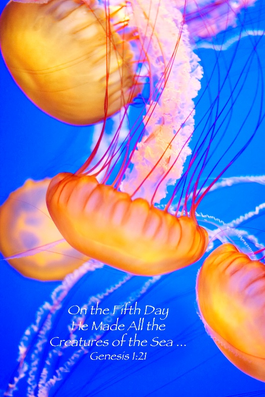 Jellyfish at Monterrey Aquarium / Genesis 1:21