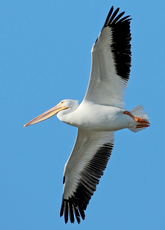 White Pelican Fly By