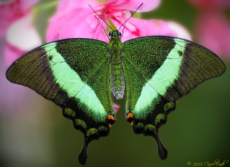 Emerald  Swallowtail - ID: 13666693 © Carol Eade