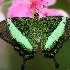2Emerald  Swallowtail - ID: 13666693 © Carol Eade