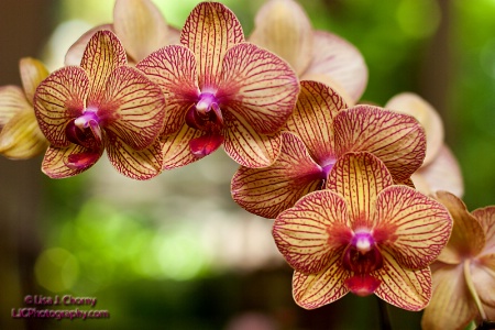 Orchid