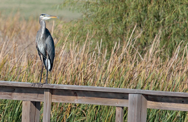 On the Lookout