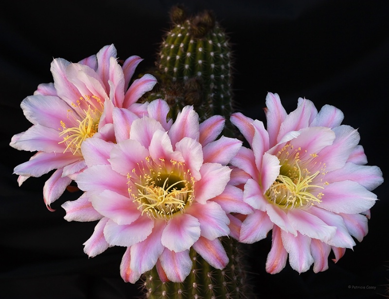 The Three Pinks  Second Place BP January 2013 - ID: 13666913 © Patricia A. Casey