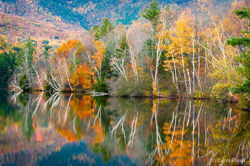 Reflection Pond Birches - ID: 13666916 © Carol Flisak