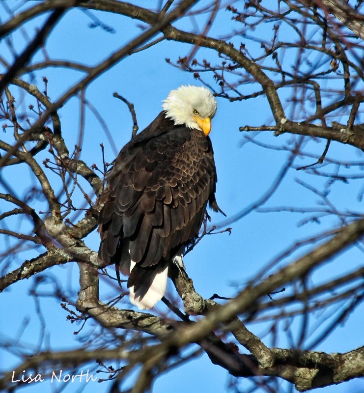 Eagle on Candlewood Lake