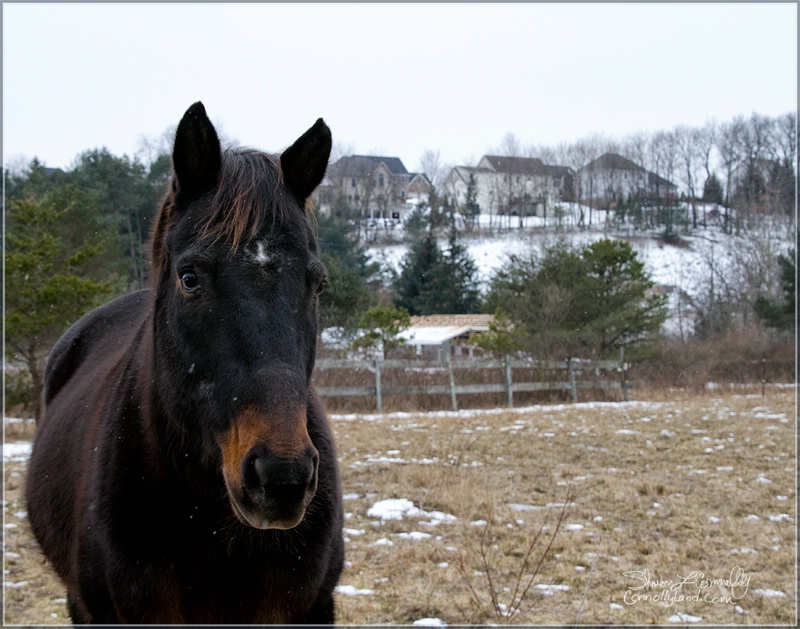 A Suburban Horse