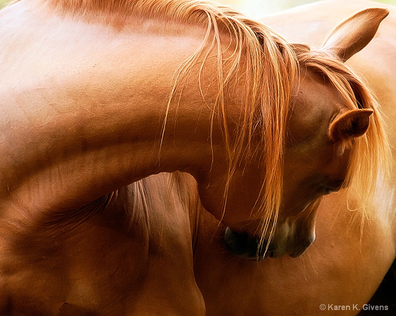 Equine Curves