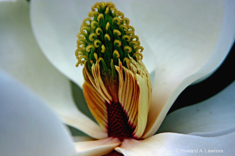 into the heart of the magnolia lores
