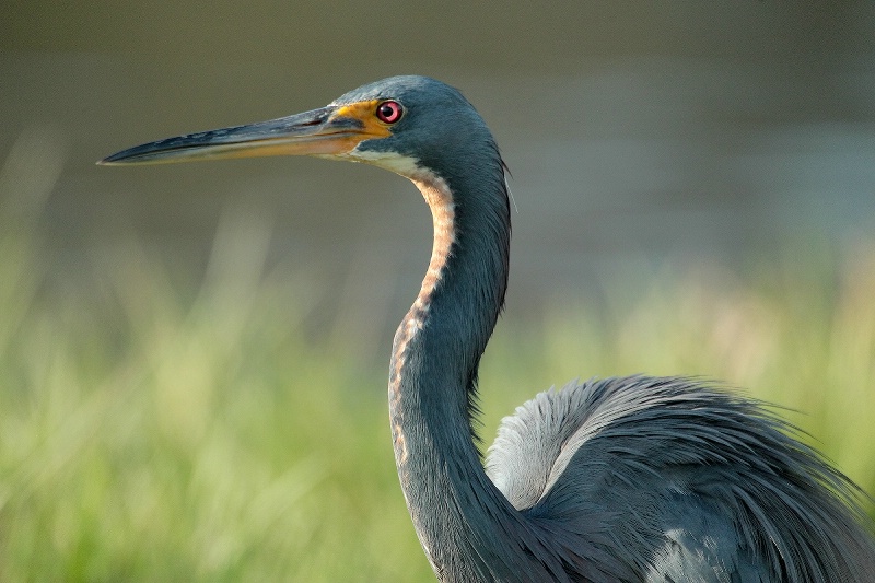 Portrait Of A Tricolored Heron