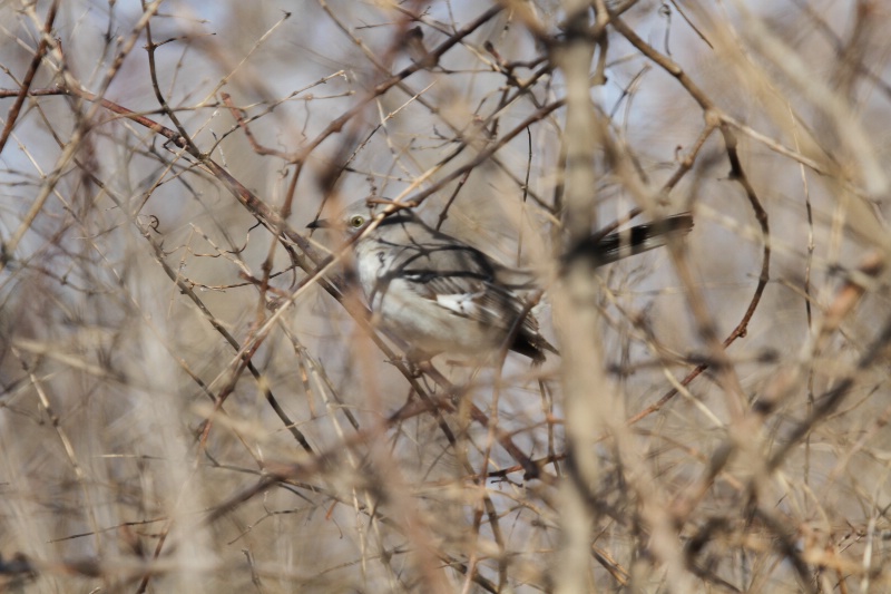 Bird in a bush