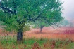Apple Orchard in ...