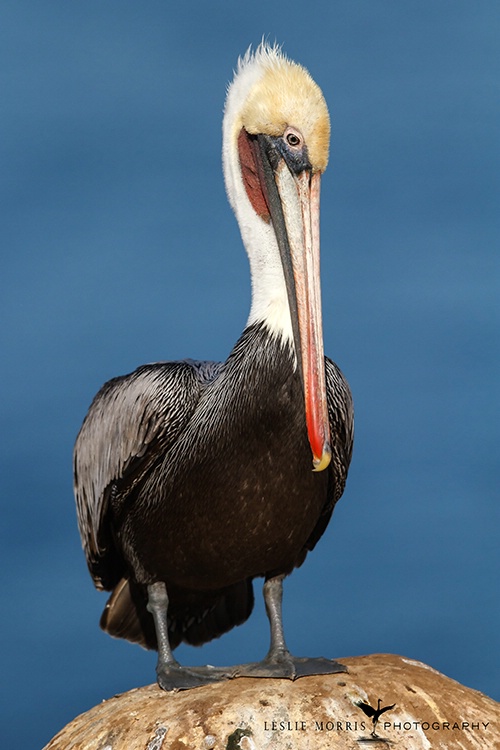 American Brown Pelican - ID: 13668312 © Leslie J. Morris