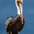 © Leslie J. Morris PhotoID # 13668312: American Brown Pelican