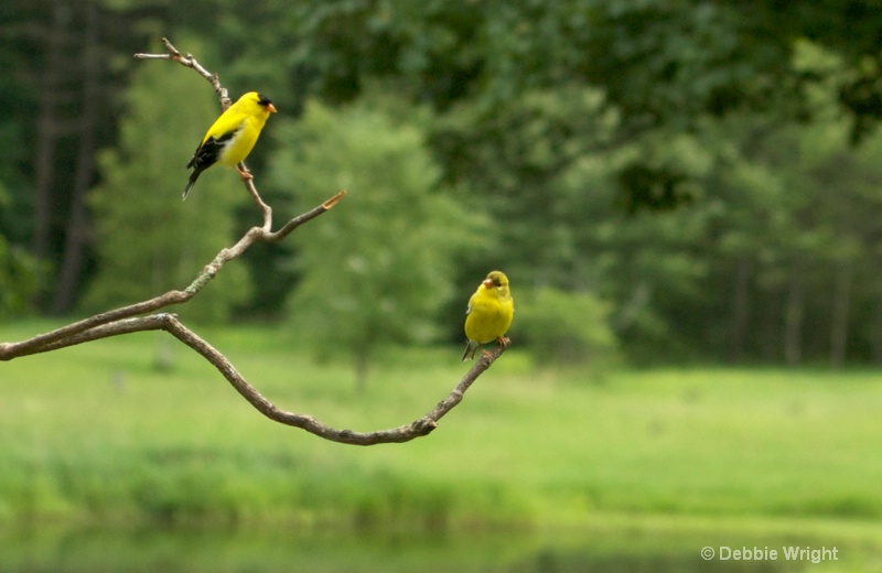 Goldfinches - ID: 13668348 © deb Wright