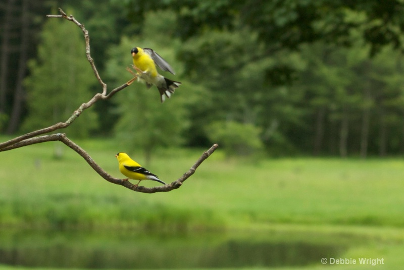 Coming in for a Landing - ID: 13668349 © deb Wright