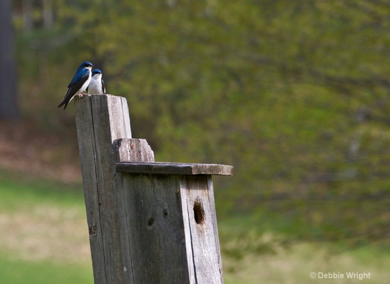 Tree Swallows - ID: 13668350 © deb Wright