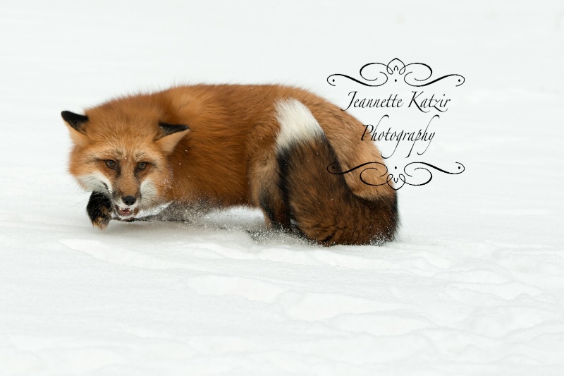 A cowering Red Fox