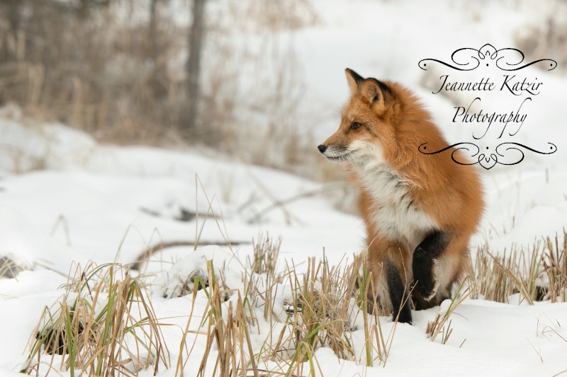 A Red Fox portrait