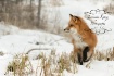 A Red Fox portrai...