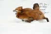 Foxes in a race