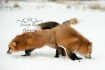 Foxes pushing eac...